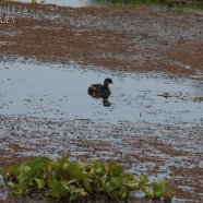 Juvenil / Juvenile