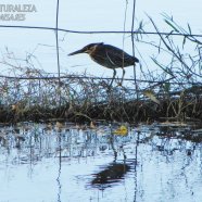 Juvenil / Juvenile