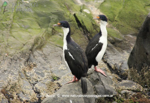 0079 - Cormorán Imperial