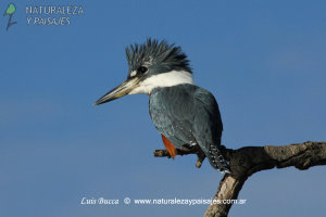 0456 - Martín Pescador Grande