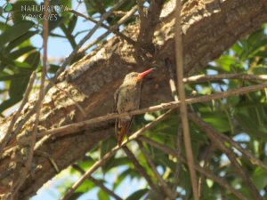 0445 - Picaflor Bronceado