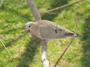 0328 - Torcaza