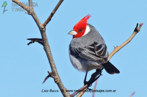 0867 - Cardenal Común