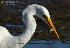 0087 - Garza Blanca (P)