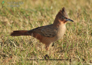 0568 - Cacholote Castaño