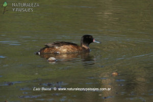 0144 - Pato Cabeza Negra