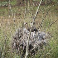 3 Juveniles / 3 Juvenile