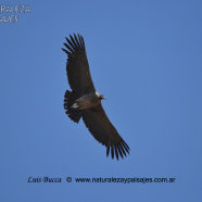Juvenil / Juvenile