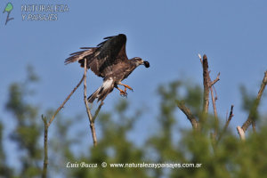 0162 - Caracolero (C)