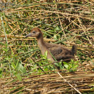 Juvenil / Juvenile