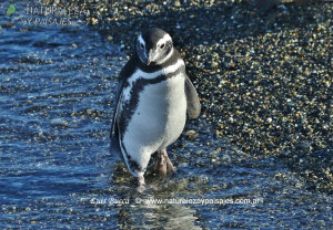 0008 - Pingüino Patagónico