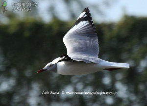 0305 - Gaviota Capucho Gris