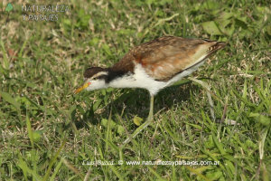 0246 - Jacana (j)