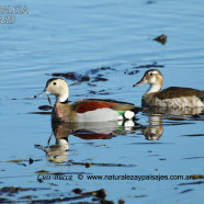 Macho y Hembra / Male and Female 