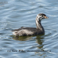 Juvenil / Juvenile