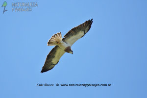 0177 - Aguilucho Langostero