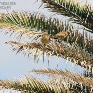 Juvenil / Juvenile