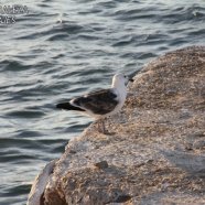 Juvenil / Juvenile