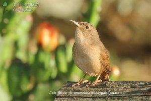 0789 - Ratona Común