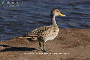 0126 - Pato Maicero