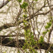 Hembra / Female