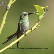 Juvenil / Juvenile