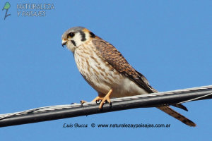 0208 - Halconcito Colorado
