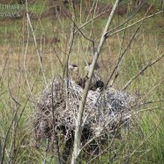 3 Juveniles / 3 Juvenile 