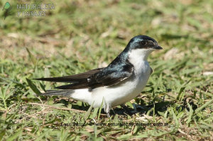 0774 - Golondrina Ceja Blanca