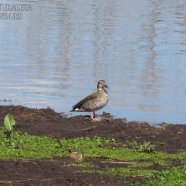 Hembra / Female